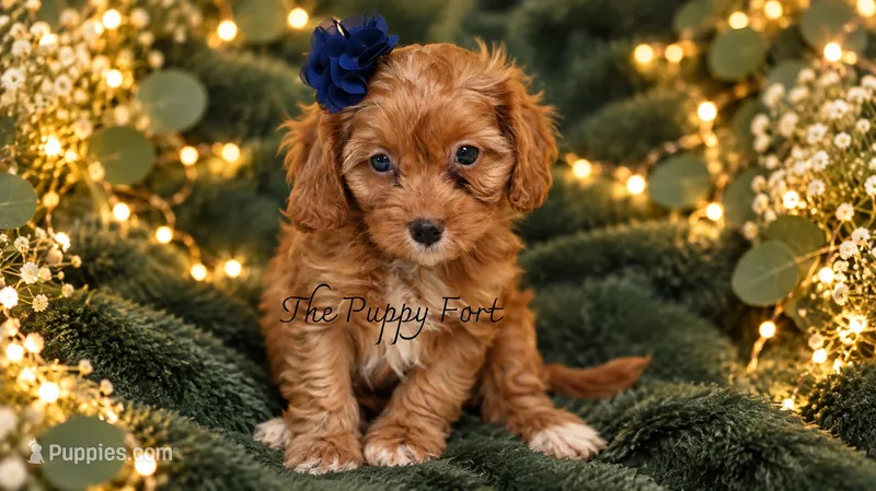 Lilly – Cavapoo puppy for sale in Fort Scott, KS