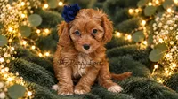 Lilly, a female Cavapoo for sale in Fort Scott, KS – 1 of 2