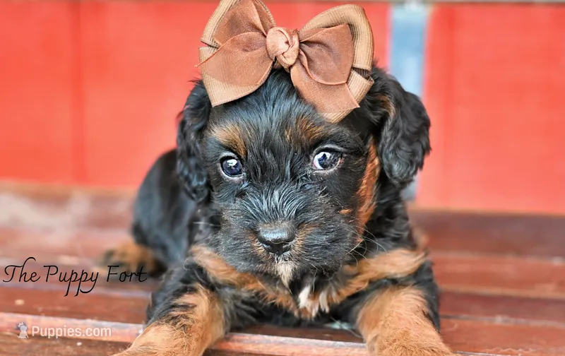 Millie – Cavapoo puppy for sale in Fort Scott, KS