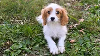 Quinn, a female Cavapoo for sale in Fort Scott, KS – 2 of 2