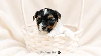 Grogu, a male Yorkshire Terrier for sale in Fort Scott, KS – 2 of 2