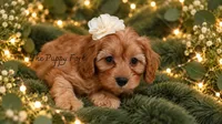 Sophie, a female Cavapoo for sale in Fort Scott, KS – 2 of 2
