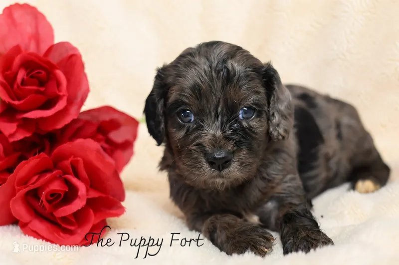 Luna – Cavalier King Charles Spaniel, Poodle - Miniature  puppy for sale in Fort Scott, KS