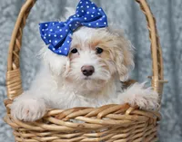 JEWELS, a female Maltese and Poodle - Miniature  for sale in Fort Scott, KS – Photo 1 of 2