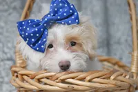 JEWELS, a female Maltese and Poodle - Miniature  for sale in Fort Scott, KS – Photo 2 of 2