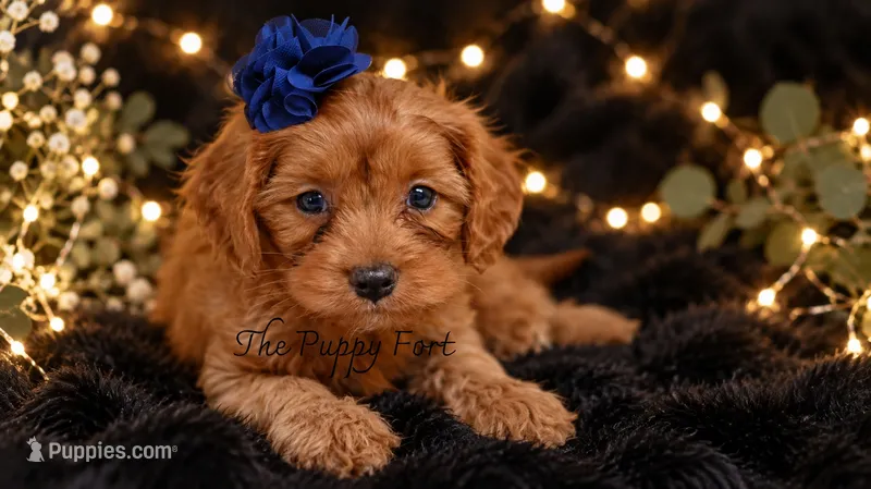 Bentley – Cavapoo puppy for sale in Fort Scott, KS