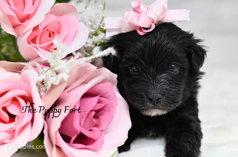 Sloan – Yorkshire Terrier, Poodle - Toy  puppy for sale in Fort Scott, KS