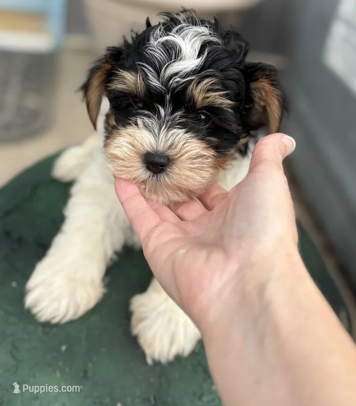 Max – Yorkshire Terrier puppy for sale in Fort Scott, KS