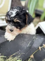 Max, a male Yorkshire Terrier for sale in Fort Scott, KS – Photo 2 of 2