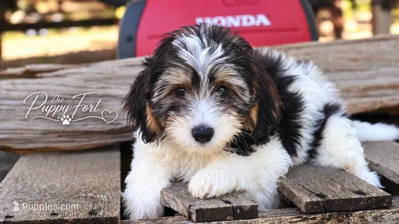 Nash – Yorkipoo puppy for sale in Fort Scott, KS