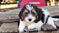 Nash, a male Yorkipoo for sale in Fort Scott, KS – 1 of 2