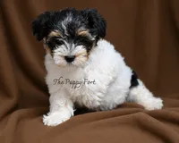 Winston, a male Yorkshire Terrier for sale in Fort Scott, KS – 1 of 1