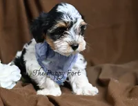 Charlie, a male Yorkshire Terrier for sale in Fort Scott, KS – 1 of 2