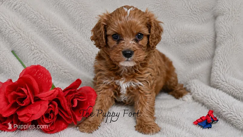Max – Cavalier King Charles Spaniel, Poodle - Miniature  puppy for sale in Fort Scott, KS