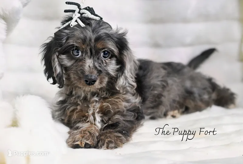 Luna – Cavalier King Charles Spaniel, Poodle - Miniature  puppy on hold in Fort Scott, KS