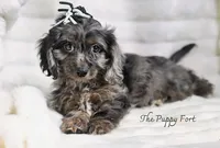 Luna, a female Cavalier King Charles Spaniel and Poodle - Miniature  for sale in Fort Scott, KS – 1 of 2