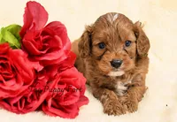 Max, a male Cavalier King Charles Spaniel and Poodle - Miniature  for sale in Fort Scott, KS – 2 of 2