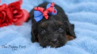 Millie, a male Cavapoo for sale in Fort Scott, KS – 2 of 2