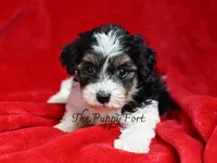 Nash ready for pickup , a male Yorkshire Terrier and Poodle - Toy  for sale in Fort Scott, KS – 3 of 3