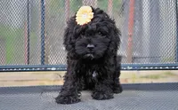 Bella, a female Cocker Spaniel and Poodle - Miniature  for sale in Fort Scott, KS – Photo 1 of 2