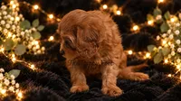 Teddy, a male Cavapoo for sale in Fort Scott, KS – 2 of 2
