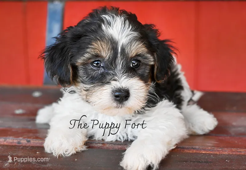 Nash – Yorkshire Terrier, Poodle - Toy  puppy for sale in Fort Scott, KS