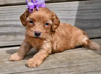 Ruby, a female Cavapoo for sale in Fort Scott, KS – Photo 2 of 2