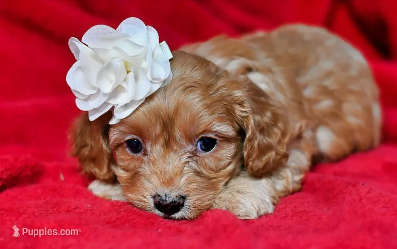 Ruby – Cavapoo puppy for sale in Fort Scott, KS