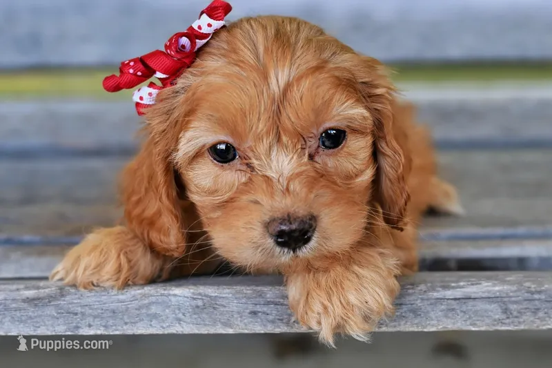 Ruby – Cavapoo puppy for sale in Fort Scott, KS