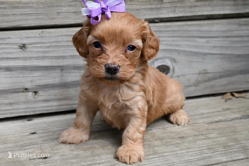 Ruby – Cavapoo puppy for sale in Fort Scott, KS
