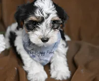 Charlie, a male Yorkshire Terrier for sale in Fort Scott, KS – 2 of 2