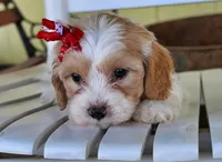 Jasmin 18 month guarantee, a female Cavapoo for sale in Fort Scott, KS – Photo 1 of 3