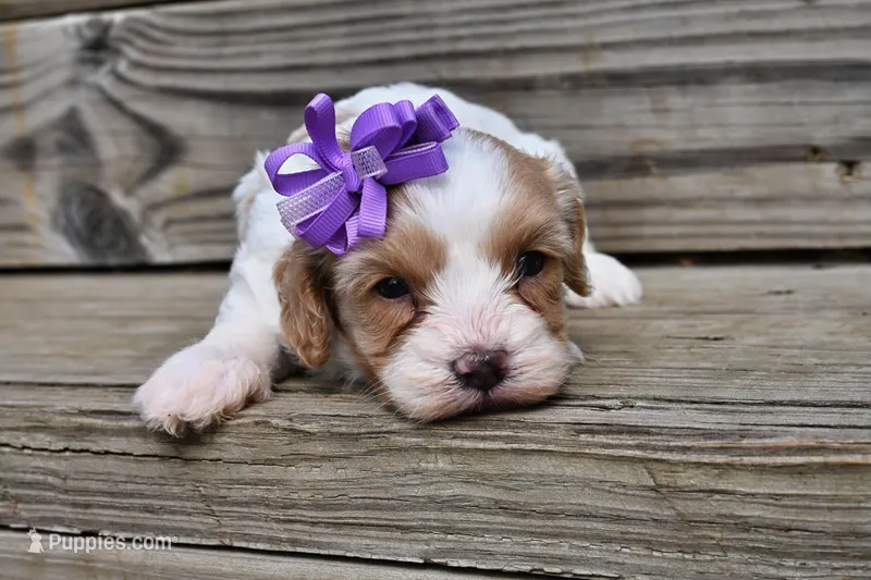 Jasmin -shipping included – Cavapoo puppy for sale in Fort Scott, KS