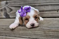 Jasmin -shipping included, a female Cavapoo for sale in Fort Scott, KS – Photo 1 of 2