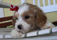 Jasmin 18 month guarantee, a female Cavapoo for sale in Fort Scott, KS – Photo 3 of 3