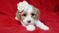 Jasmin , a female Cavapoo for sale in Fort Scott, KS – Photo 2 of 2