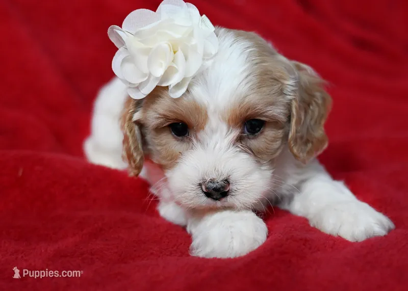 Jasmin  – Cavapoo puppy for sale in Fort Scott, KS