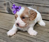 Jasmin -shipping included, a female Cavapoo for sale in Fort Scott, KS – Photo 2 of 2