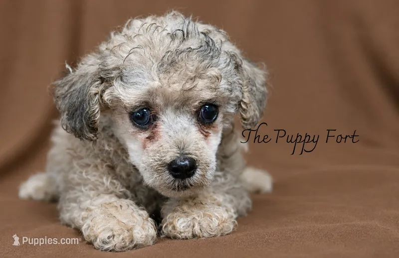 Oliver – Poodle - Toy , Poodle - Miniature  puppy for sale in Fort Scott, KS