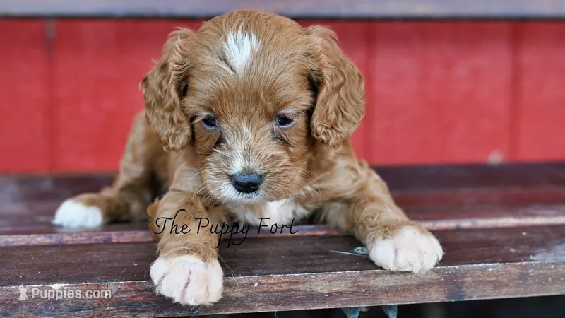 Charlie – Cavapoo puppy for sale in Fort Scott, KS