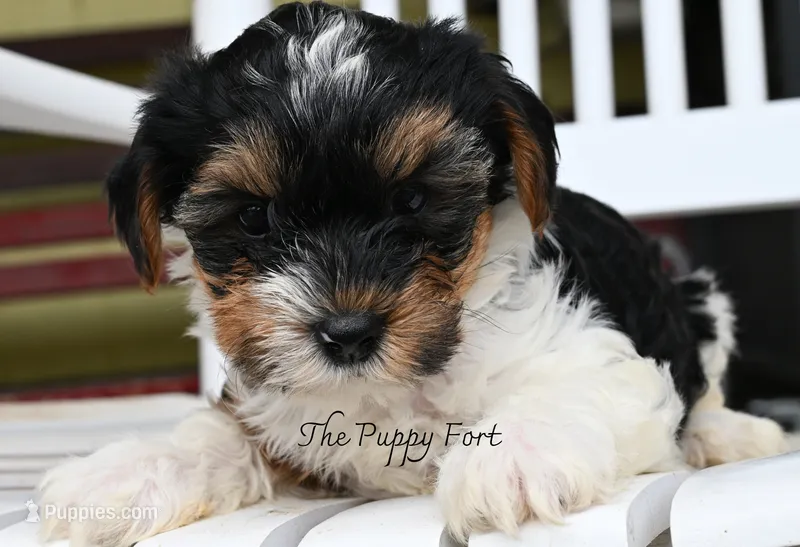 Grogu – Yorkshire Terrier puppy for sale in Fort Scott, KS