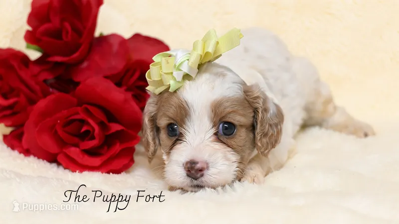 Anna – Cavalier King Charles Spaniel, Poodle - Miniature  puppy for sale in Fort Scott, KS