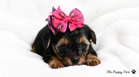 chloe, a female Yorkshire Terrier for sale in Fort Scott, KS – 2 of 3