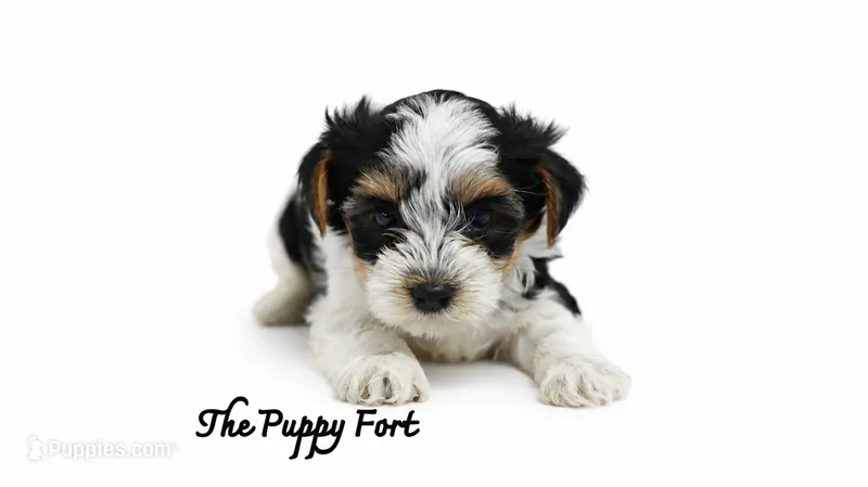 Charlie – Yorkshire Terrier puppy for sale in Fort Scott, KS