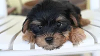 Stanley-18 month guarantee, a male Yorkshire Terrier for sale in Fort Scott, KS – Photo 2 of 2