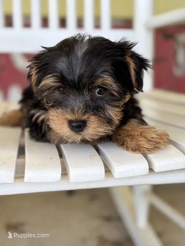 Stanley-18 month guarantee – Yorkshire Terrier puppy for sale in Fort Scott, KS