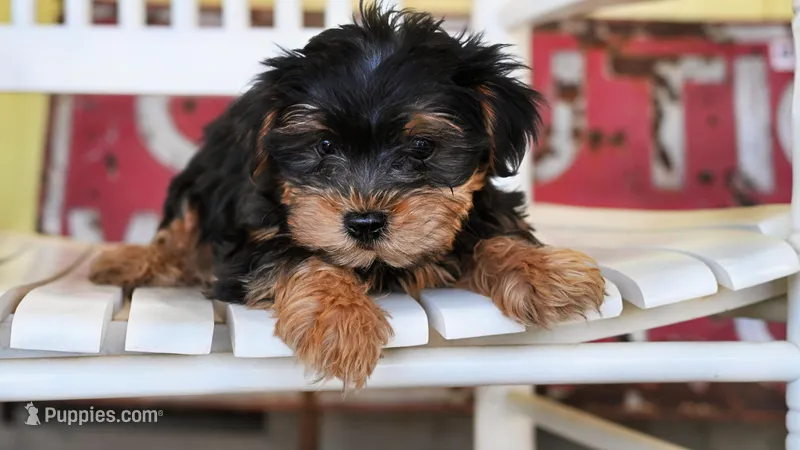 Stanley-18 month guarantee – Yorkshire Terrier puppy for sale in Fort Scott, KS