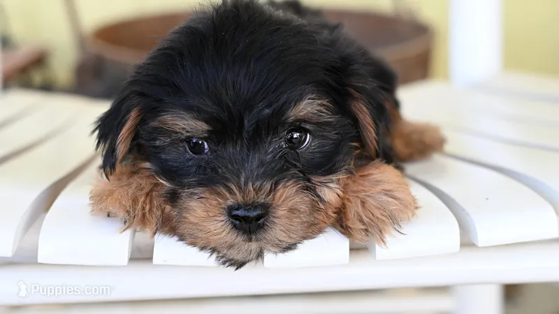 Stanley-18 month guarantee – Yorkshire Terrier puppy for sale in Fort Scott, KS