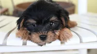 Stanley-18 month guarantee, a male Yorkshire Terrier for sale in Fort Scott, KS – Photo 1 of 2