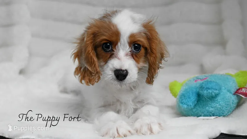 Anna-Ready to go TODAY!!!  – Cavalier King Charles Spaniel, Poodle - Miniature  puppy for sale in Fort Scott, KS